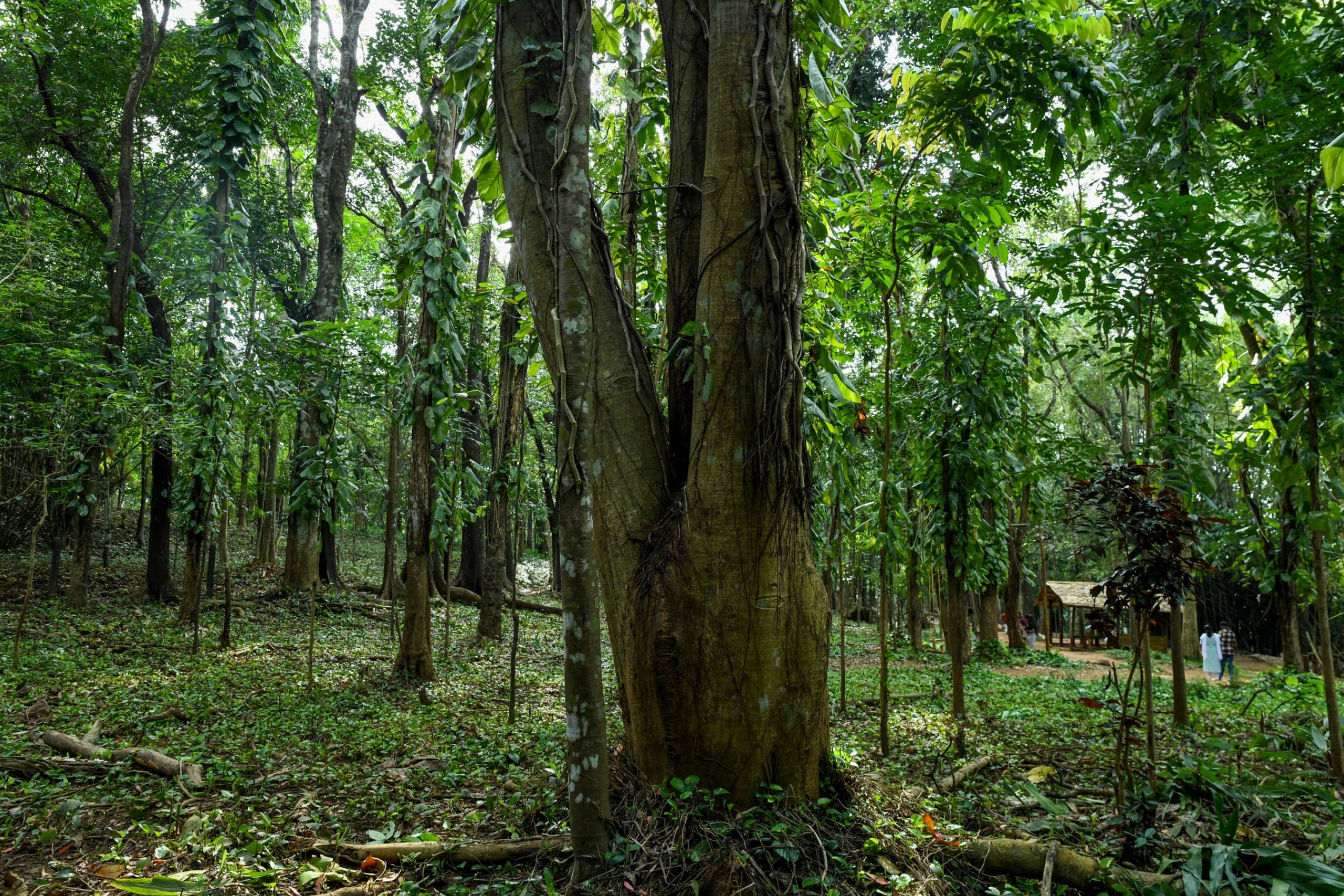 Research Collaborations