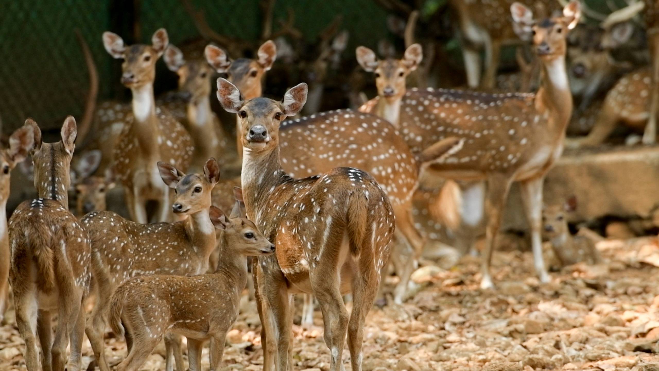 Abhayaranyam Kaprikkadu Mini Zoo