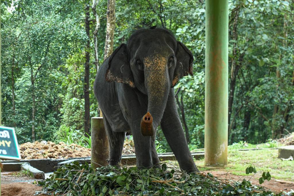 Copy of DSC_2702-parvathi