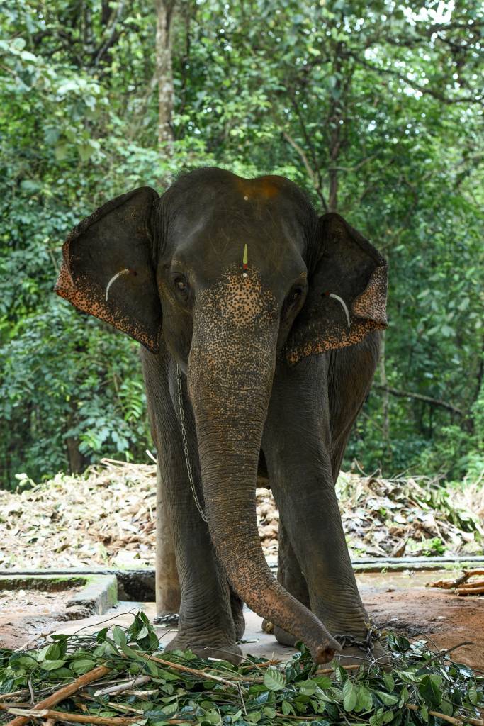 Copy of DSC_2707 – anjana