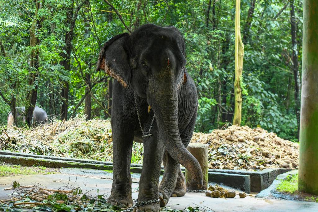 Copy of DSC_2714 – asha