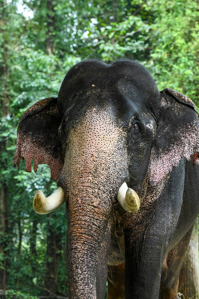 Copy of DSC_2767peelandi