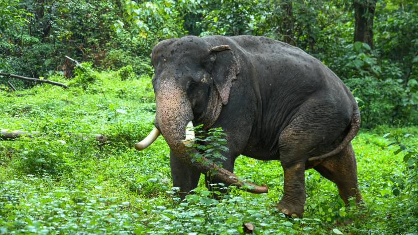 Copy of DSC_2831peelandi