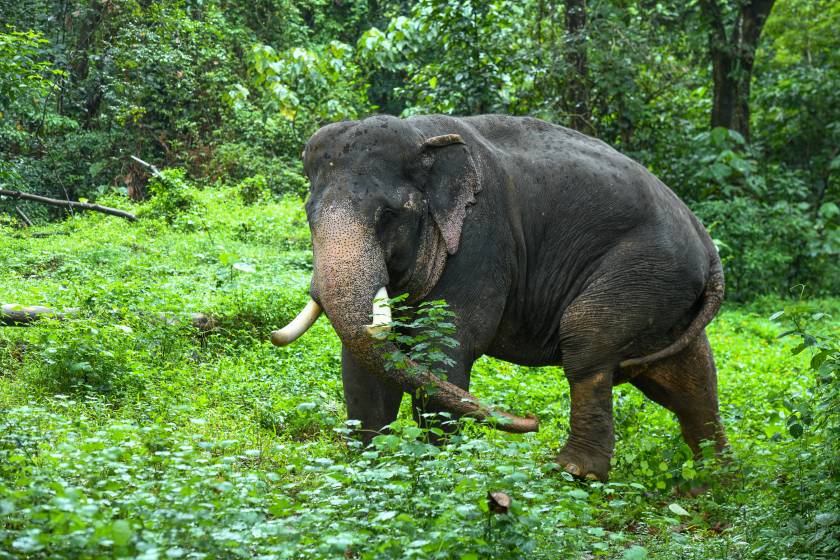 Copy of DSC_2831peelandi