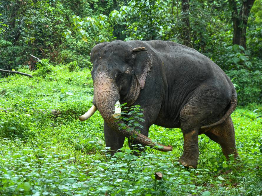 Copy of DSC_2831peelandi